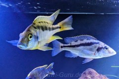 Mylochromis-epichorialis-MW-2