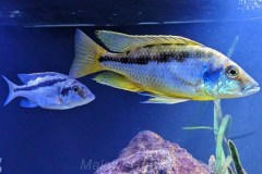 Mylochromis-epichorialis-MW-4