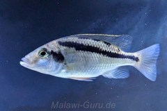 Mylochromis-epichorialis-W-1