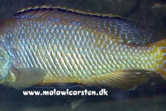 1-Mylochromis-labidodon