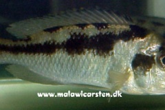 2-Mylochromis-labidodon