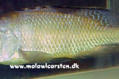 4-Mylochromis-labidodon