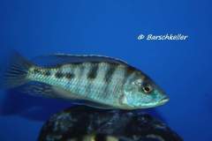 Mylochromis-labidodon-