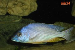 Mylochromis-melanotaenia-1