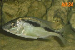 Mylochromis-melanotaenia-14