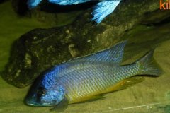 Mylochromis-melanotaenia-15