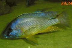 Mylochromis-melanotaenia-2