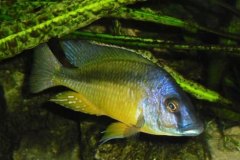 Mylochromis-melanotaenia-3