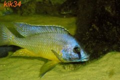 Mylochromis-melanotaenia-4