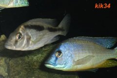 Mylochromis-melanotaenia-5