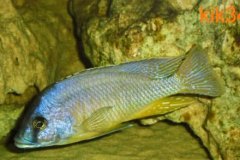 Mylochromis-melanotaenia-7