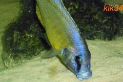 Mylochromis-melanotaenia-9