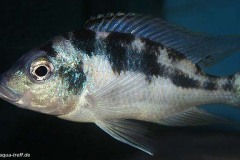 Mylochromis-mola-Mazinzi-Reef-Widfang-1