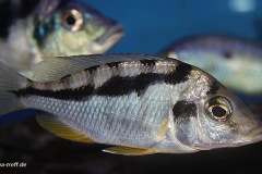 Mylochromis-mola-Mazinzi-Reef-Widfang-2