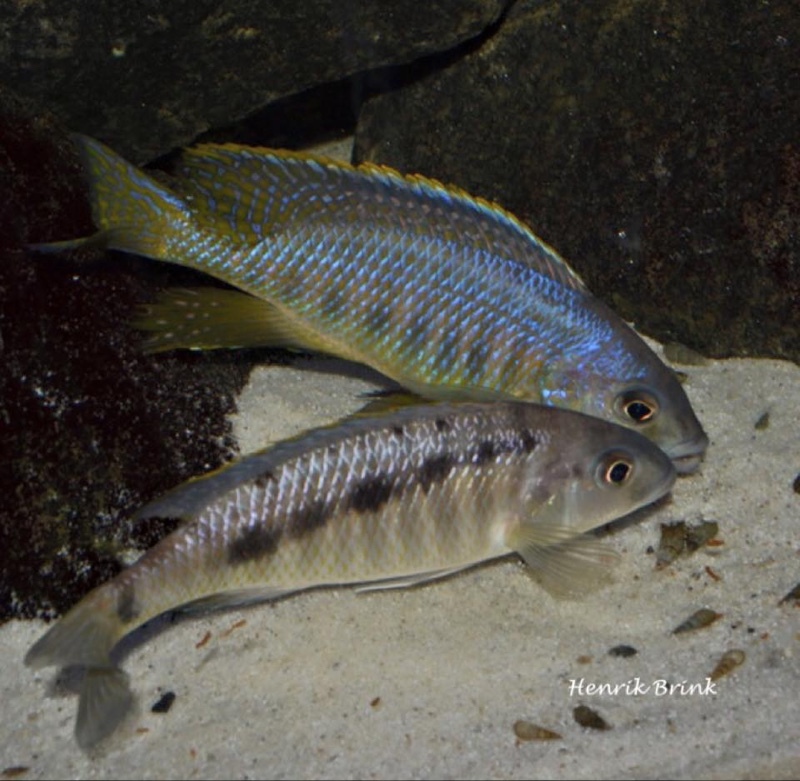Mylochromis-spilostichus-Makokola-Reef-Henrik-Brink-Pedersen_-05
