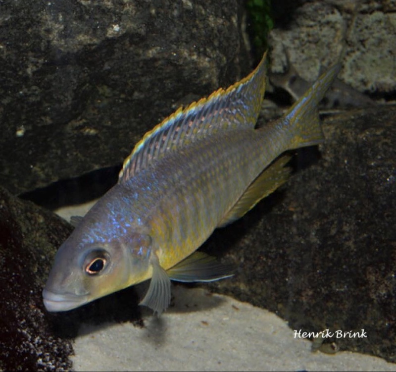 Mylochromis-spilostichus-Makokola-Reef-Henrik-Brink-Pedersen_-06