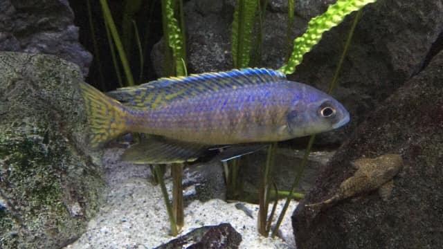 Mylochromis-spilostichus-Makokola-Reef-Hessi-James-01