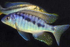 Mylochromis-spilostichus-Makokola-Reef-Henrik-Brink-Pedersen_-01