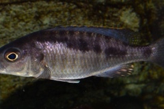 Mylochromis-spilostichus-Makokola-Reef-Henrik-Brink-Pedersen_-04