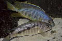 Mylochromis-spilostichus-Makokola-Reef-Henrik-Brink-Pedersen_-05