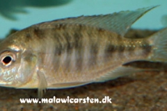 Mylochromis subocularis