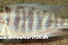 Mylochromis-subocularis-2