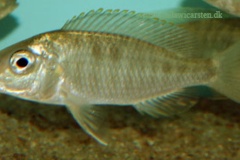 Mylochromis-subocularis-3