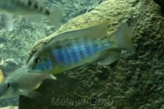Mylochromis-subocularis-Thumbi-West-01