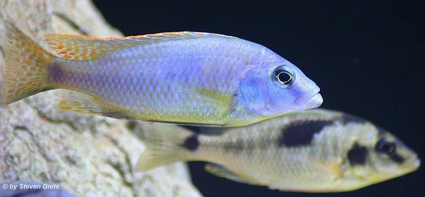 Naevochromis-chrysogaster-3