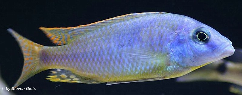 Naevochromis-chrysogaster-8