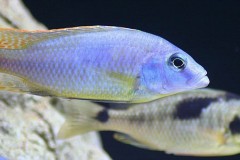 Naevochromis-chrysogaster-3