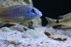 Naevochromis-chrysogaster-4
