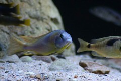Naevochromis-chrysogaster-5