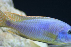 Naevochromis-chrysogaster-7