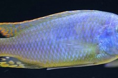 Naevochromis-chrysogaster-8