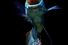 Nimbochromis-fuscotaeniatus-1