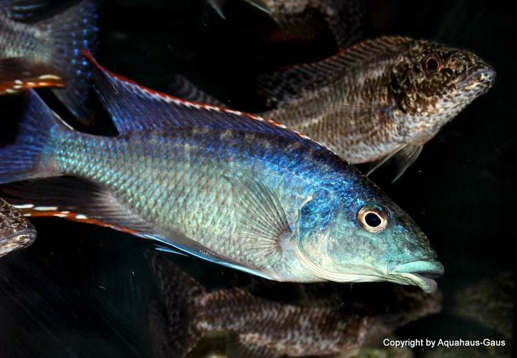 01-Nimbochromis-linni