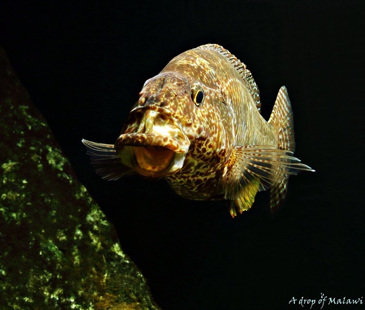 Nimbochromis-Linni-female-1