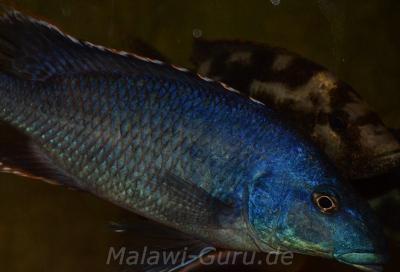 Nimbochromis-linni-5