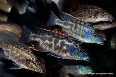 02-Nimbochromis-linni