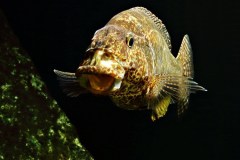 Nimbochromis-Linni-female-1