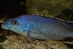 Nimbochromis-linni-1