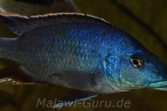 Nimbochromis-linni-2