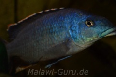 Nimbochromis-linni-6