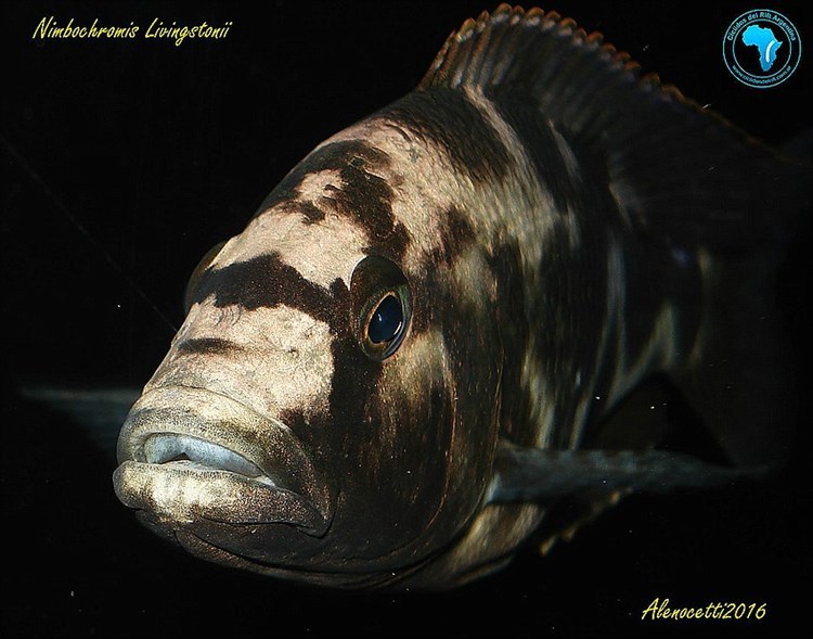 Nimbochromis-Livingstonii-3