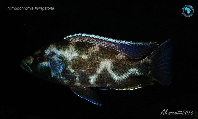 Nimbochromis-Livingstonii-8