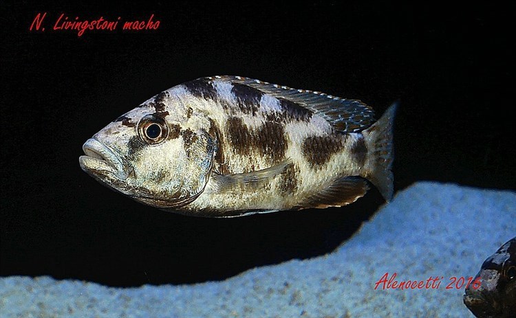 Nimbochromis-Livingstonii-9