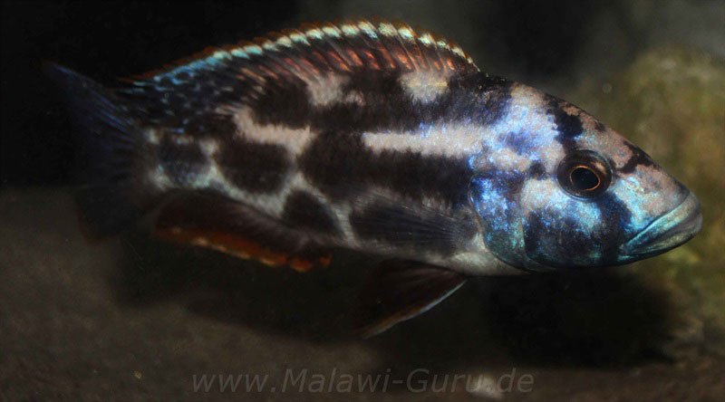 Nimbochromis-livingstonii-M2