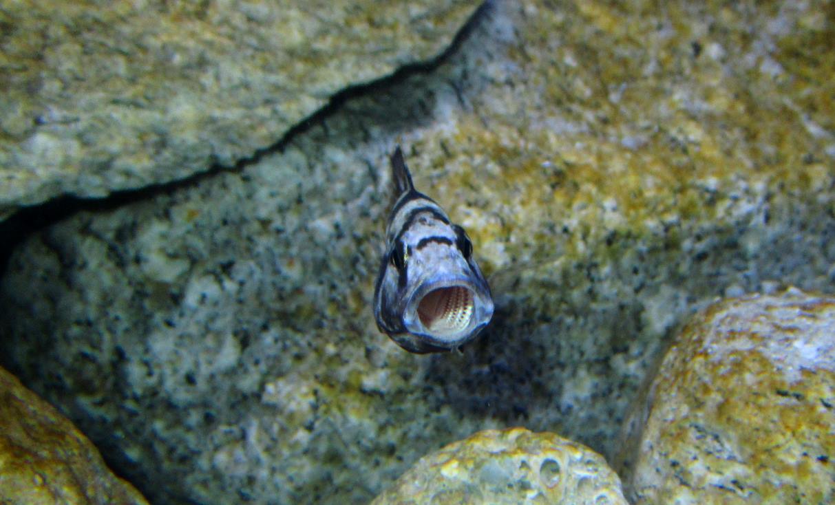 Nimbochromis-livingstonii-Weibchen-3