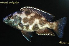 Nimbochromis livingstonii